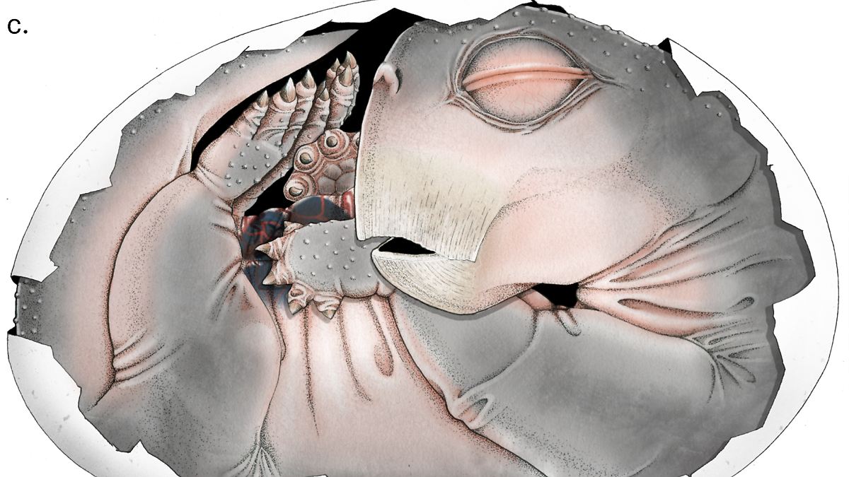 Spektakulärer Fossilfund: Säugetier-Vorfahr in 250 Millionen Jahre altem Ei entdeckt