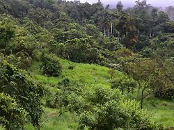 Forscher finden Ursache: Gerodeter Regenwald erholt sich schneller als vermutet