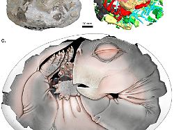 Spektakulärer Fossilfund: Säugetier-Vorfahr in 250 Millionen Jahre altem Ei entdeckt