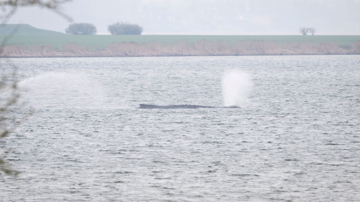 Expertenrunde in Stralsund: Steinmeier lässt sich über gestrandeten Wal informieren