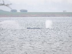 Expertenrunde in Stralsund: Steinmeier lässt sich über gestrandeten Wal informieren