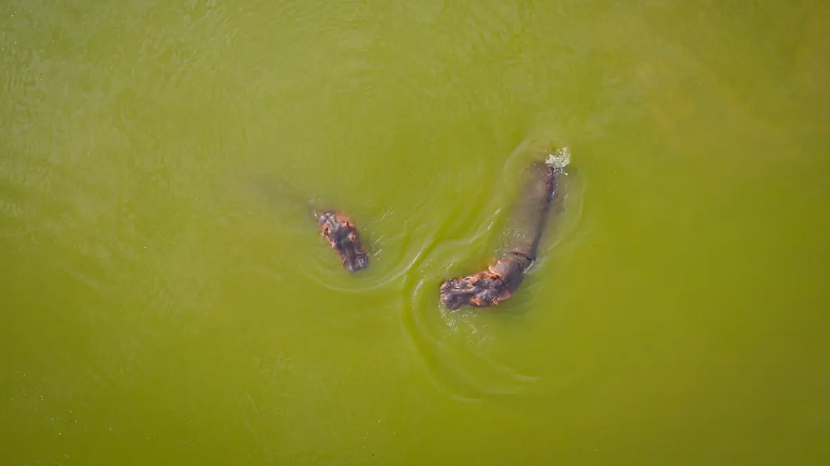 Von Pablo Escobar angesiedelt: Kolumbien will Dutzende "Kokain-Flusspferde" töten