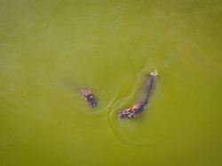 Von Pablo Escobar angesiedelt: Kolumbien will Dutzende 