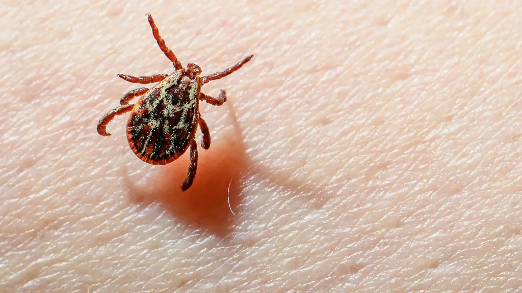 Eine-Wiesenzecke-Dermacentor-reticulatus-krabbelt-ueber-die-Haut-einer-Person-Die-Wiesenzecke-wird-auch-Auwaldzecke-Winterzecke-oder-Buntzecke-genannt