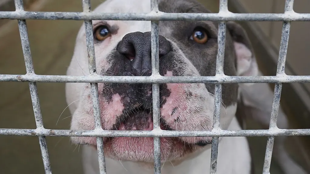 Der-Hund-wurde-nach-der-Attacke-auf-das-Kind-eingeschlaefert