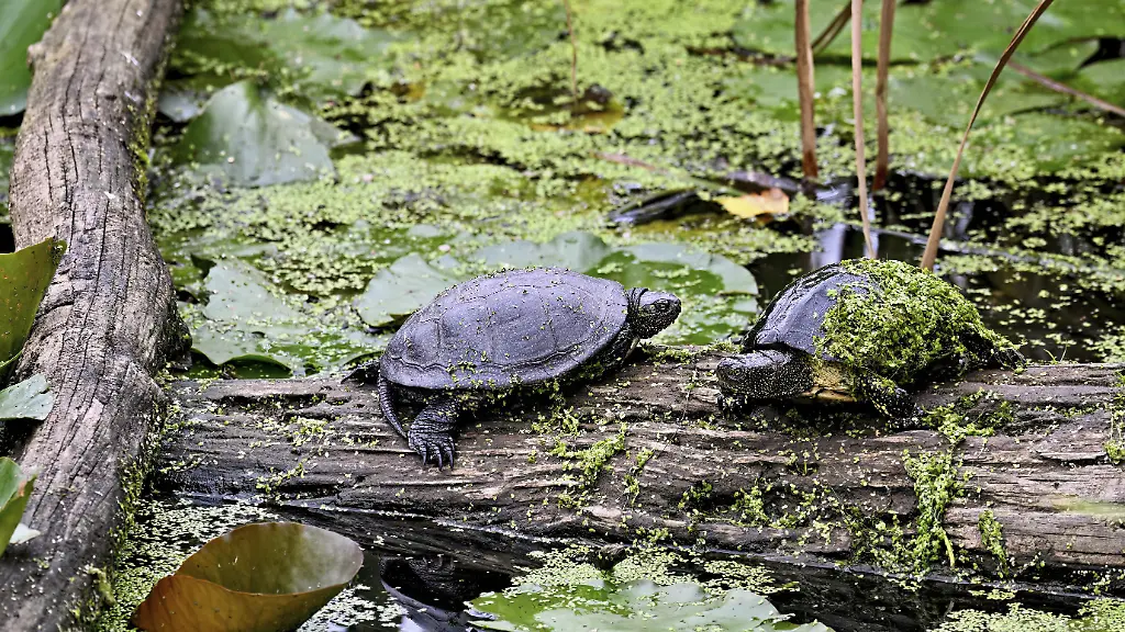 Zwei-europaeische-Sumpfschildkroeten-Emys-orbicularis-auf-Baumstamm-sitzend-Schweiz