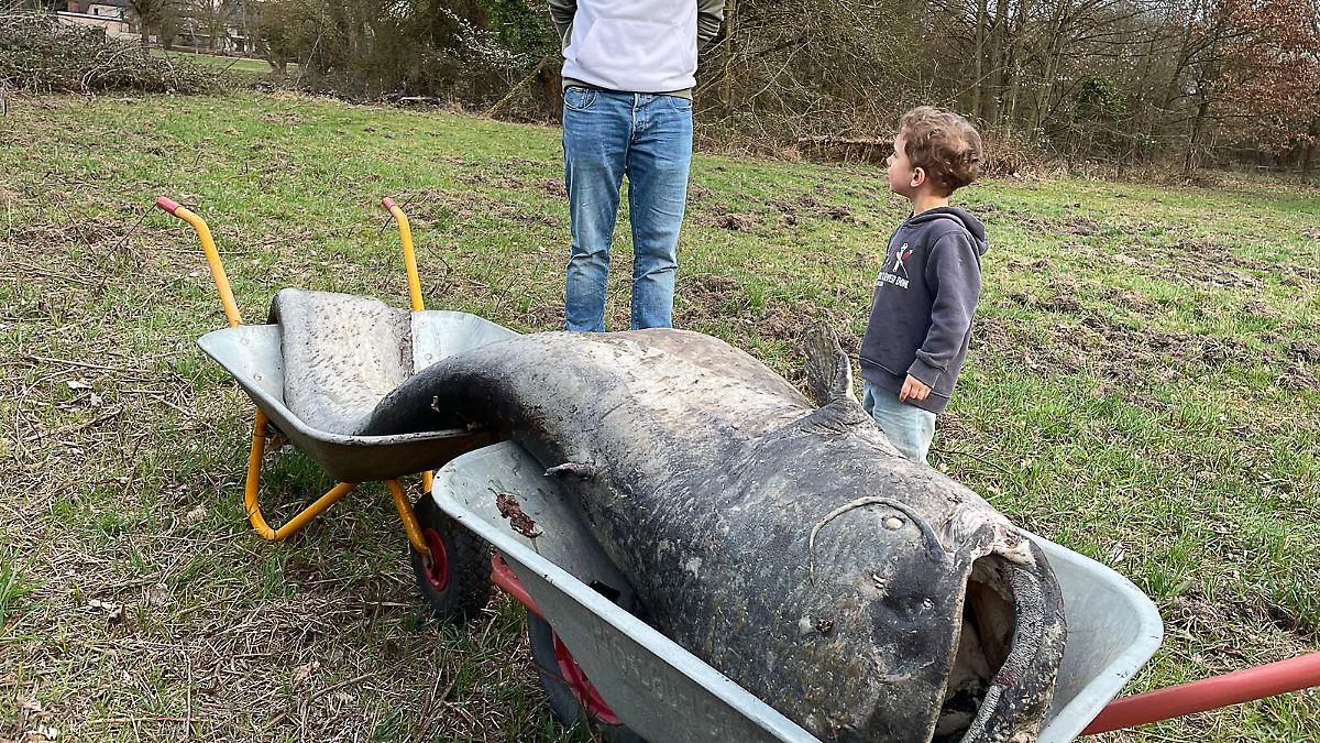 Angler-Mythos wird Realität: Legendärer Riesenwels tot in Hessen entdeckt