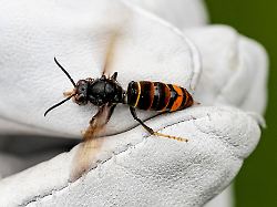 Rheinland-Pfalz & Saarland: Mehr als 700 Nester – Asiatische Hornisse auf dem Vormarsch