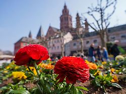 Hessen: Warmes und heiteres Frühlingswetter erwartet
