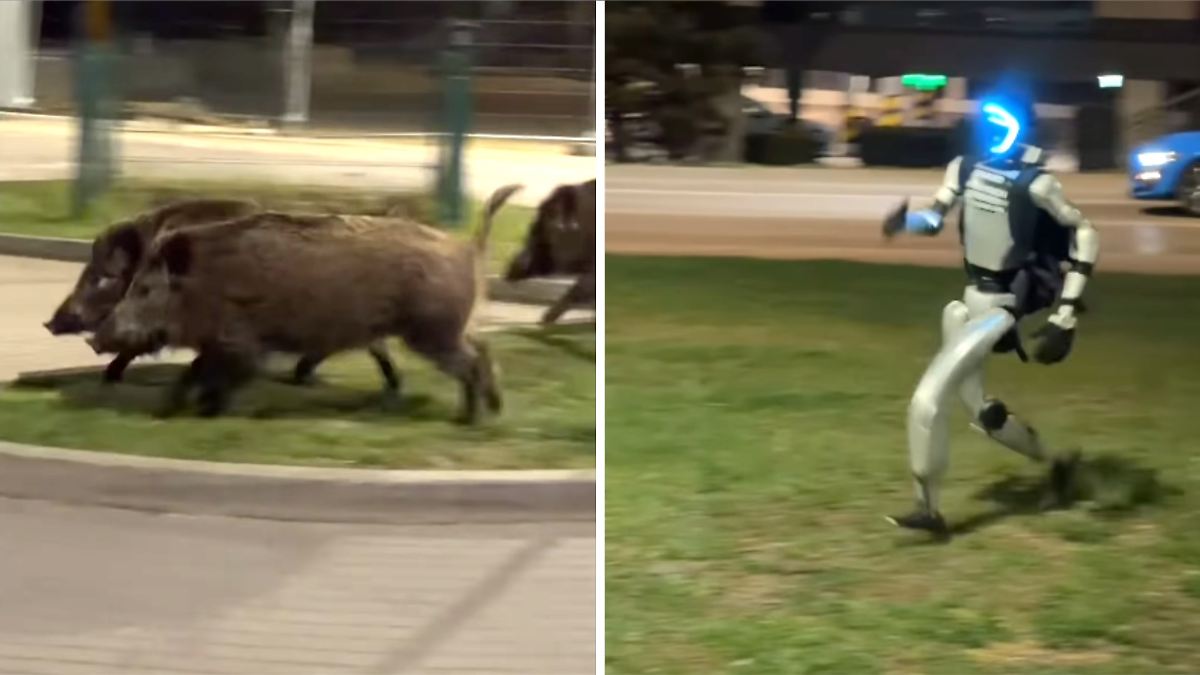 "Alle mögen mich": Roboter vertreibt Wildschweine in Warschau
