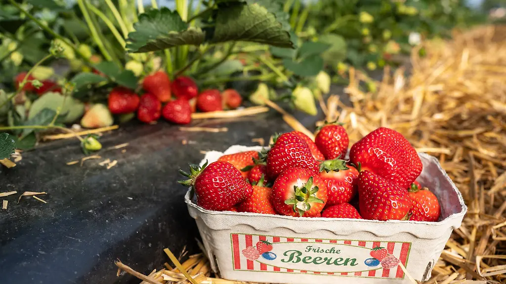 Ende-der-Woche-gehen-die-ersten-Erdbeeren-der-Saison-in-den-Verkauf