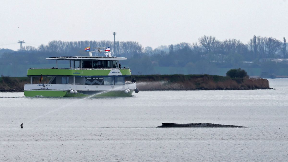 Schwimmerin sprang vom Schiff: Sterbendem Wal genähert - Polizei begleitet Ausflugsschiff