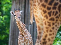 Berlin & Brandenburg: Giraffe "Vizuri" in den Berliner Zoo eingezogen