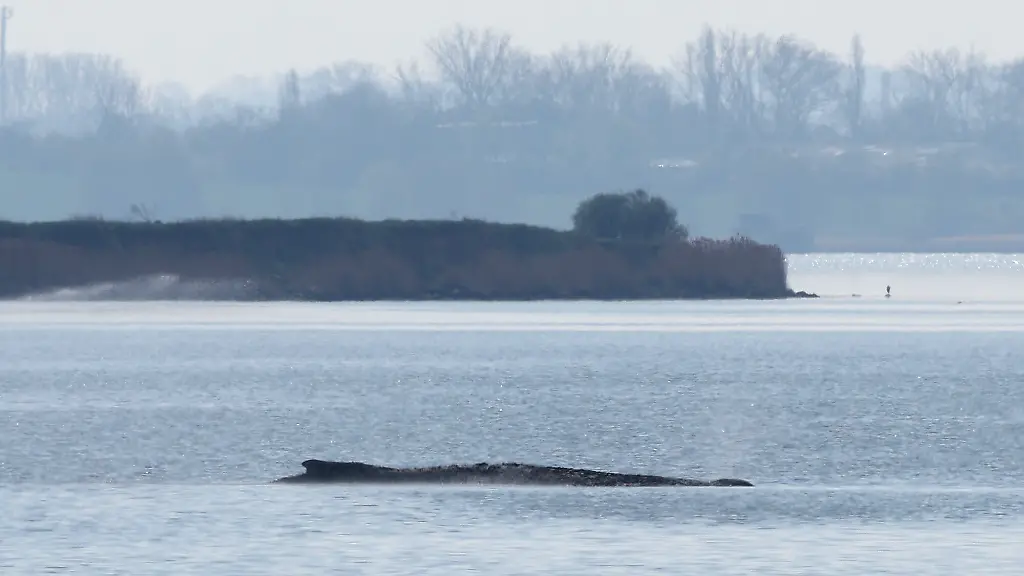 Der-gestrandete-Buckelwal-liegt-in-einer-Bucht-der-Ostseeinsel-Poel