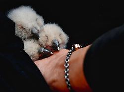 Hessen: Uhu-Küken gesund und munter - neuer Partner für "Lisbeth"?