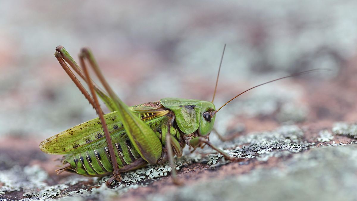 Warzenbeißer und Maulwurfsgrille: Was man über Heuschrecken wissen sollte 