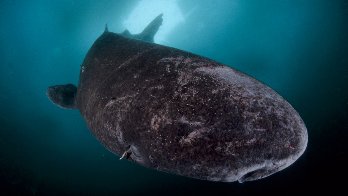 Alters- und andere Rekorde: Grönlandhai kann 500 Jahre alt werden - und stirbt im Netz 