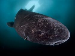 Alters- und andere Rekorde: Grönlandhai kann 500 Jahre alt werden – und stirbt im Netz