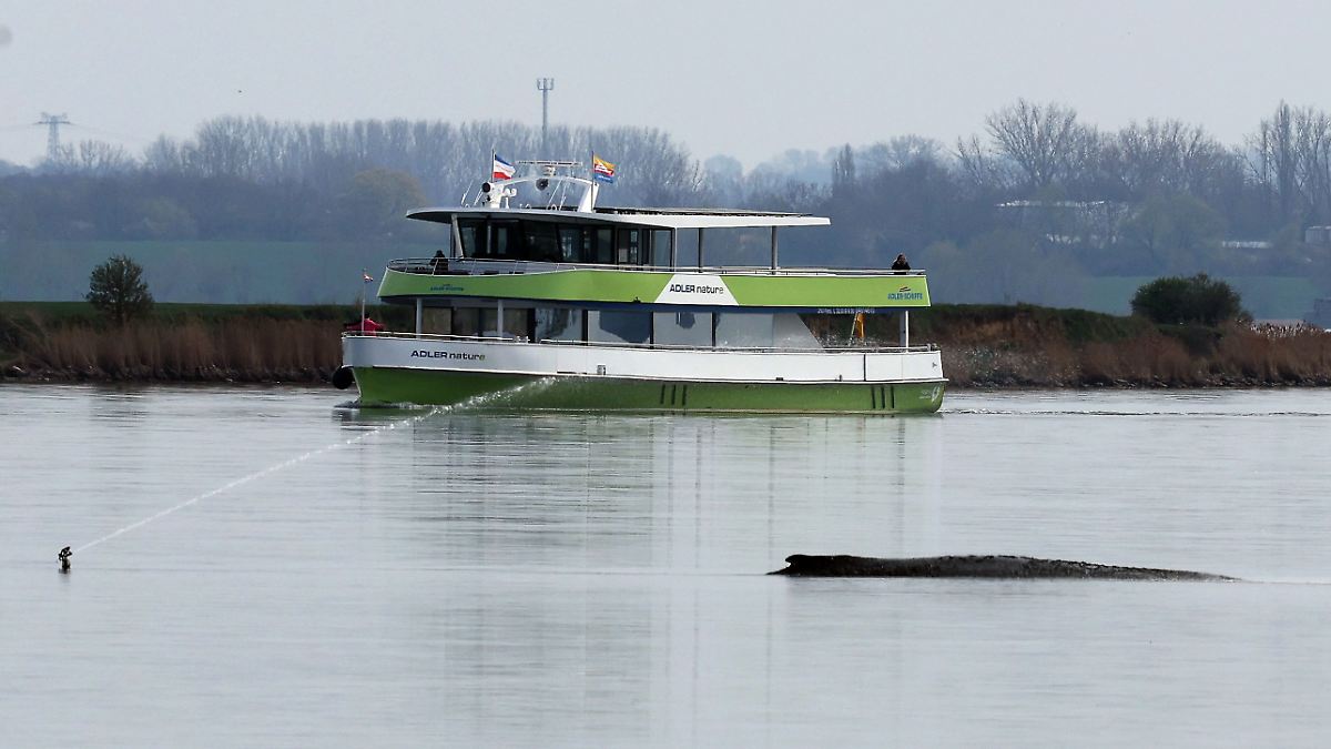Aktion "nicht zielführend": Tierschützer kritisieren Versuch der Rettung des Buckelwals