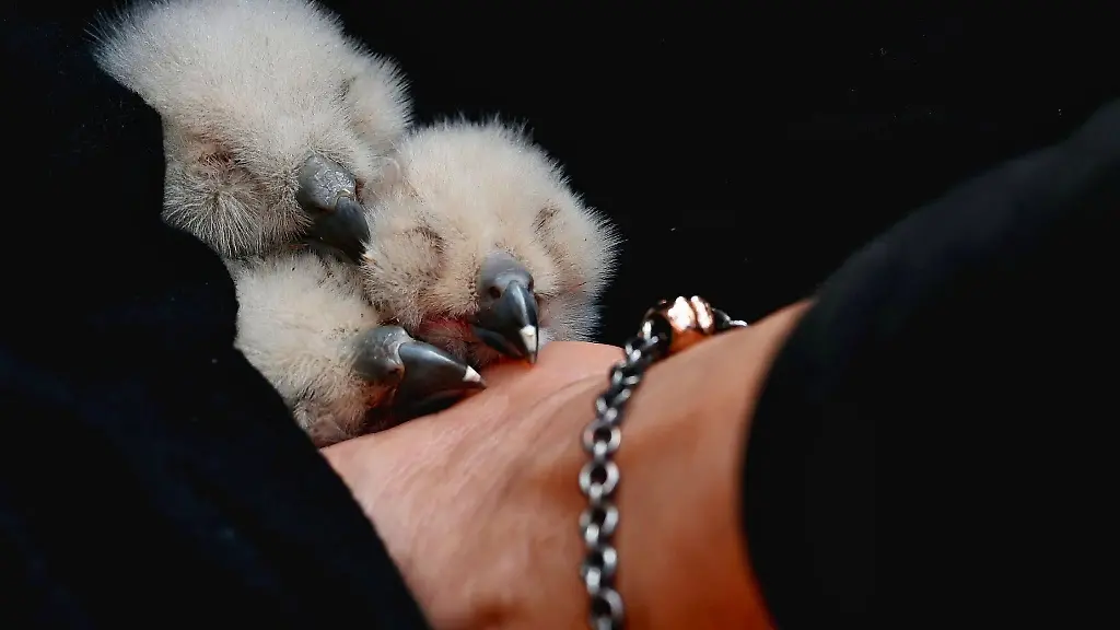 Da-hatten-sie-die-Augen-noch-geschlossen-die-drei-geretteten-Uhu-Kueken-aus-Marburg-entwickeln-sich-in-der-spezialisierten-Wildvogel-Aufzuchtstation-praechtig