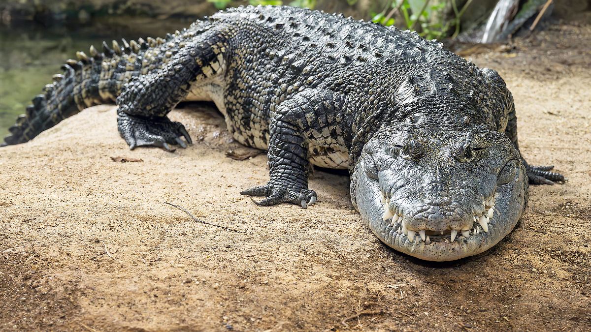Lebte neben Würgeschlangen: Krokodil zieht vom Schrebergarten in Zoo 