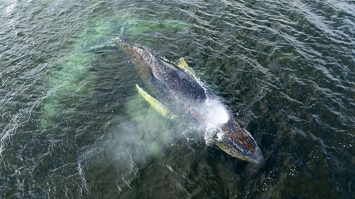 Politikern mit Mord gedroht: Verschwörungstheoretiker bemächtigen sich des Wals