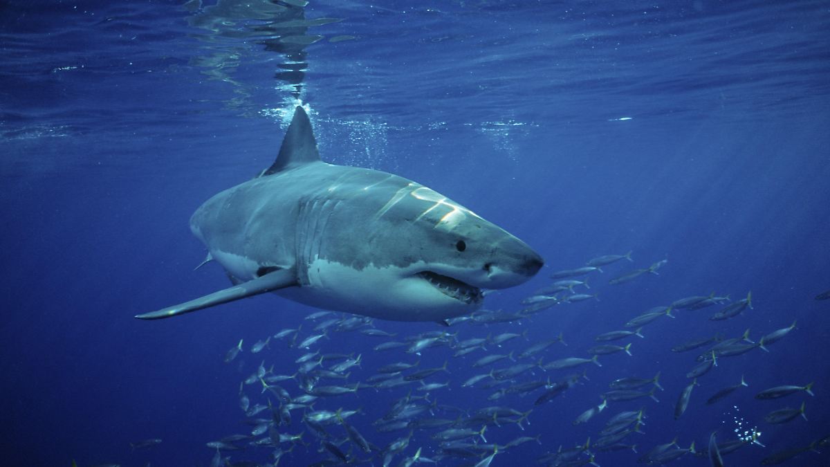 Jäger der Meere in Gefahr: Haie drohen durch Klimawandel zu überhitzen