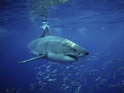 Jäger der Meere in Gefahr: Haie drohen durch Klimawandel zu überhitzen