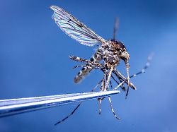 Kleine Tiere, große Auswirkungen: Was Stechmücken in Island bedeuten