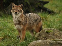 Baden-Württemberg: Goldschakal heimisch? Das Wichtigste zum kleinen Wolfsbruder