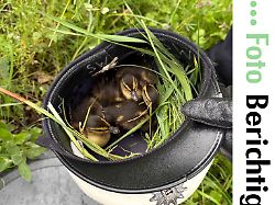 Baden-Württemberg: Entenküken von Autobahn gerettet