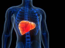 Inneres Verdauungsorgan Des Menschen Anatomie Der Leber 3D Illustration Concept Of Human Internal Digestive Organ Liver Anatomy LicenseRF Copyright XZoonar