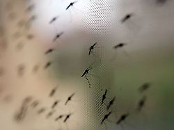 Sachsen-Anhalt: Uni-Klinikum Halle startet Ambulanz für Tropenmedizin