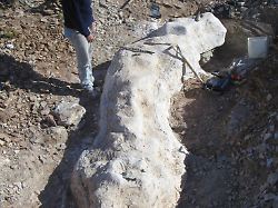 Hals-, Rücken- und Schwanzwirbel: Schafhirte entdeckt bislang unbekannten Langhalssaurier