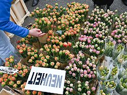 Berlin & Brandenburg: Potsdam feierte Tulpenfest mit Blumen, Käse und Tradition
