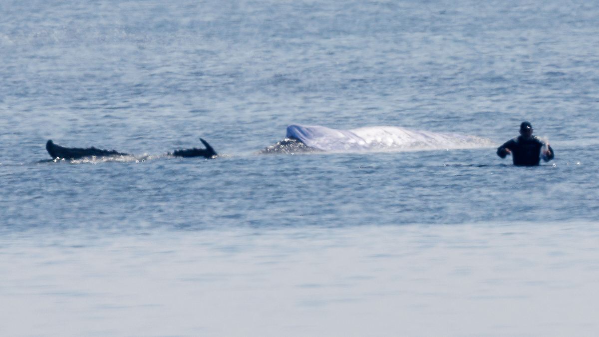 Zustand bestimmt Zeitplan: Umstrittene Rettungsaktion für Wal soll weitergehen