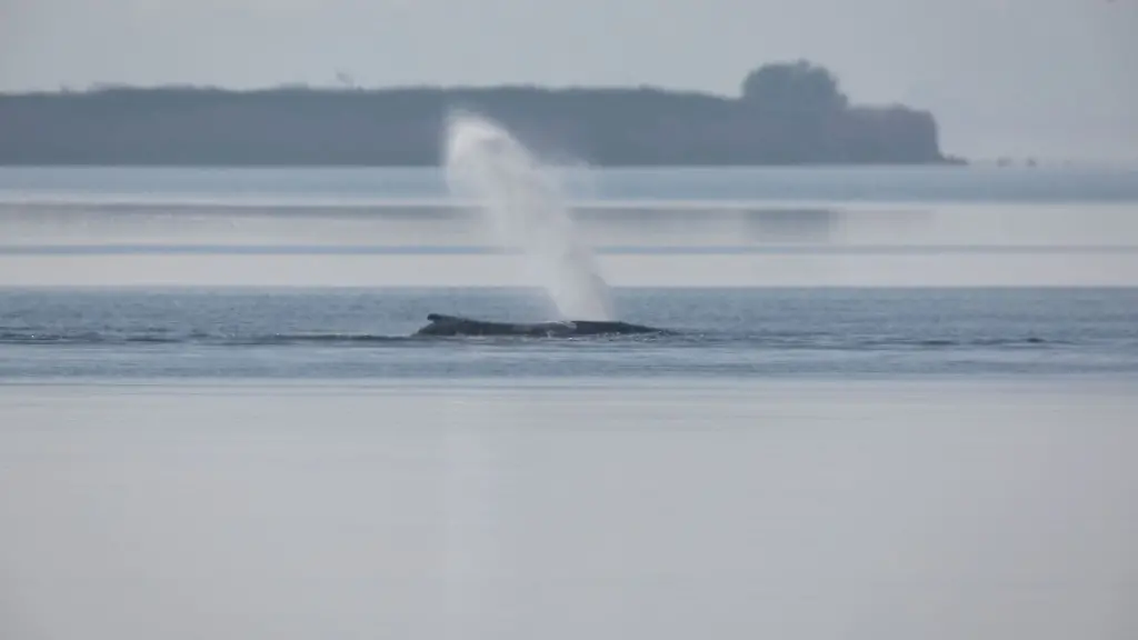 Am-Samstag-soll-die-Rettungsaktion-fuer-den-vor-Poel-gestrandeten-Buckelwal-fortgesetzt-werden