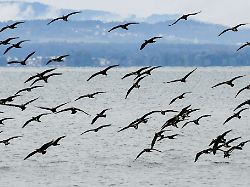 Baden-Württemberg: Erster Drohnenflug gegen Kormorane gestartet