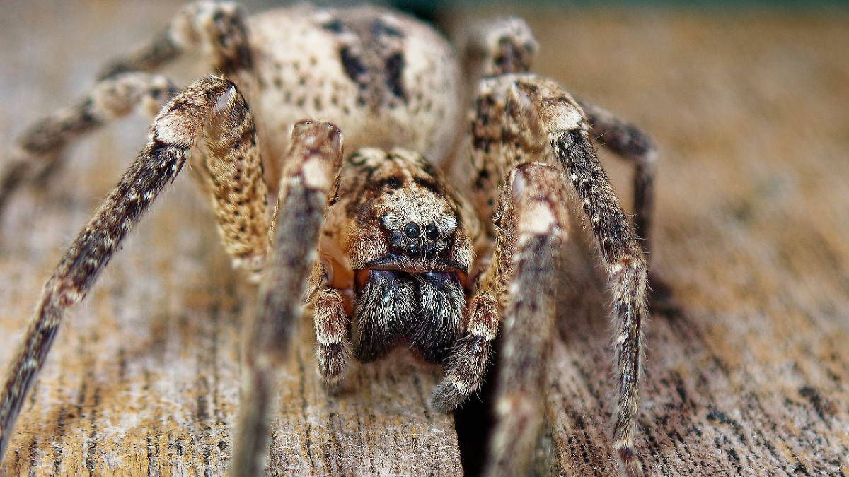 Biss geht unter die Haut: Nosferatu-Spinnen in Norddeutschland angekommen