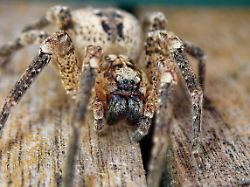 Nosferatu Spinne Zoropsis Spinimana