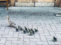 Nordrhein-Westfalen: Feuerwehr holt Entenküken von Flachdach