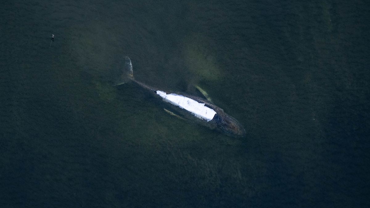 Transport möglicherweise nachts: "Robin Hood" eingetroffen - Wal-Rettung in entscheidender Phase