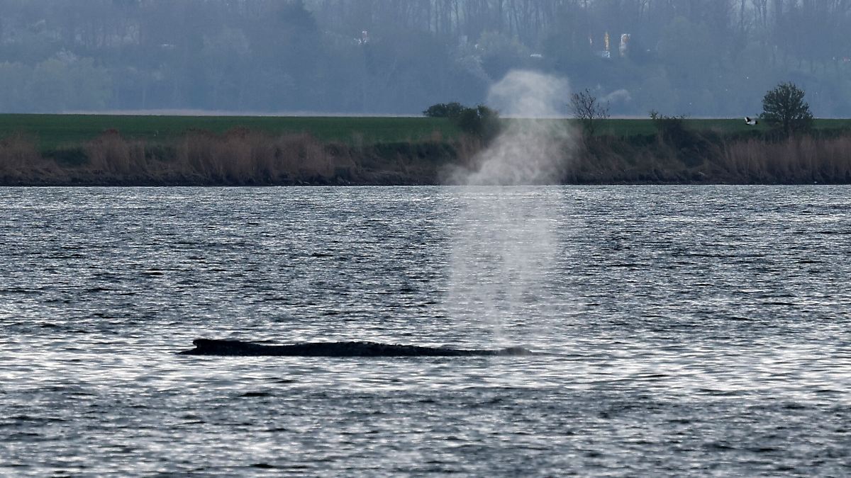 DLRG-Boote begleiten Tier: Gestrandeter Buckelwal schwimmt zunächst in falsche Richtung