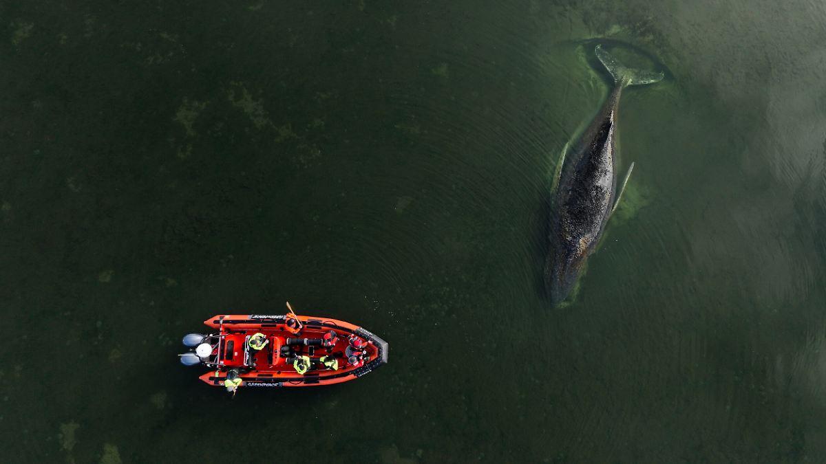 1500 Kilometer bis zum Atlantik: Welchen Weg der Wal noch vor sich hat