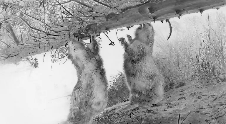 3977_11109_WolfgangDuerr_Germany_Professional_WildlifeNature_2026