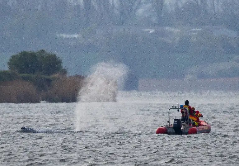 Der-Buckelwal-vor-der-Insel-Poel-schwimmt-frei-und-wird-von-Helfern-in-Schlauchbooten-begleitet-die-dem-Wal-die-Richtung-zum-offenen-Meer-zeigen