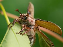 Hessen: Wo der Maikäfer-Massenflug gerade in Schwung kommt