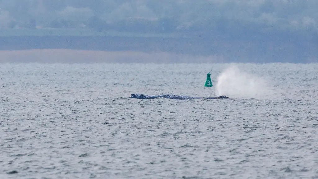 Der-Buckelwal-in-der-Wismarbucht-hat-sich-am-Montagmorgen-deutlich-mehr-bewegt-als-in-den-vergangenen-Tagen