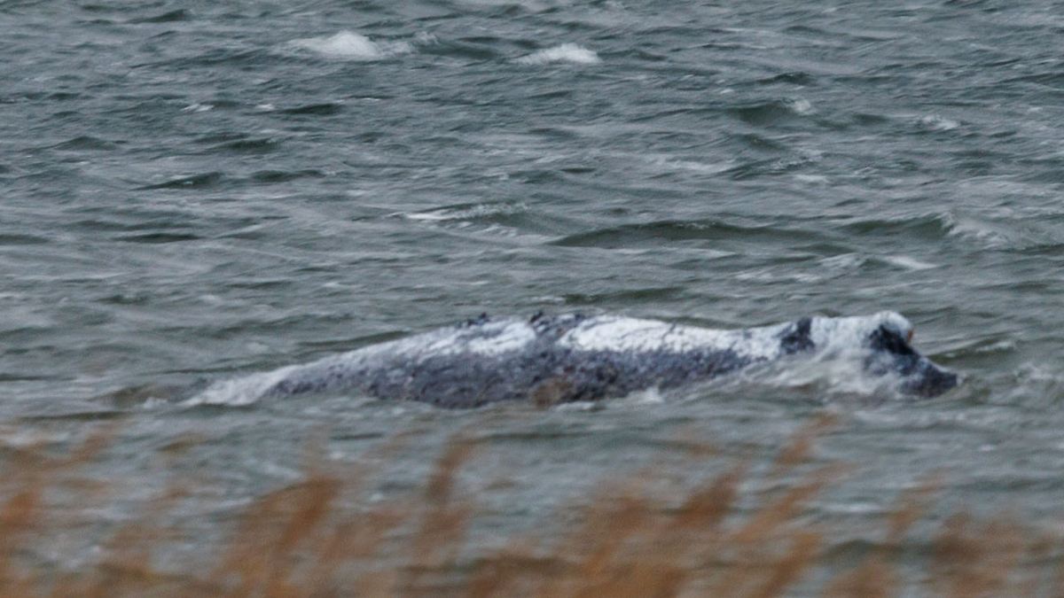 "Überleben unmöglich": Walretter: In der Nordsee wartet auf den Wal nur "sein letzter Tauchgang"