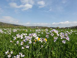 Baden-Württemberg: Kühler Wochenstart - wann es wieder richtig sonnig wird